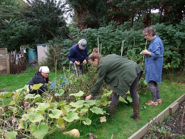 Community Allotment gardening