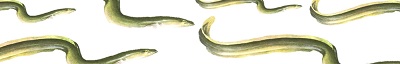 European eels