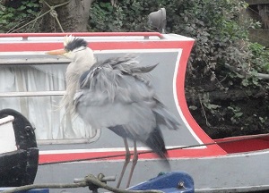 Heron on boat