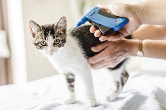 Cat microchipped by Blue Cross