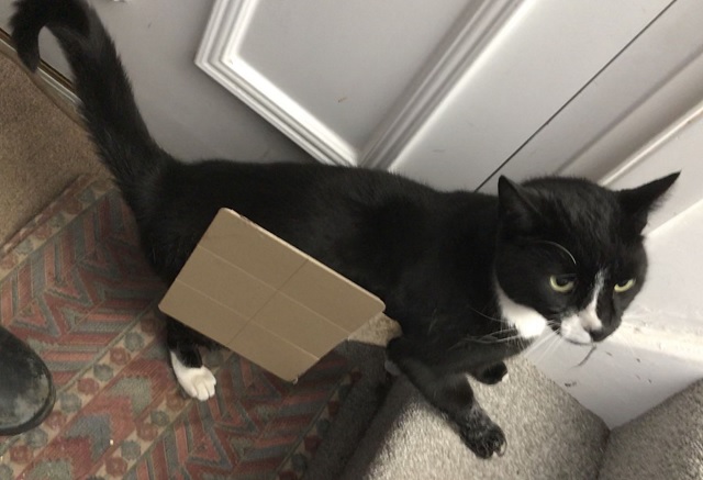 Cat stuck to glue trap