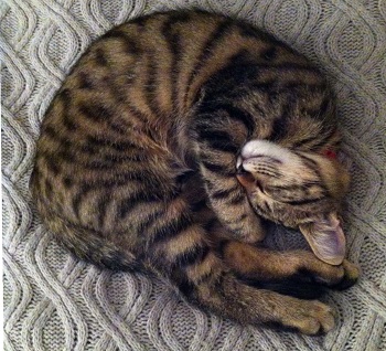Missing Cat from Windmill Road