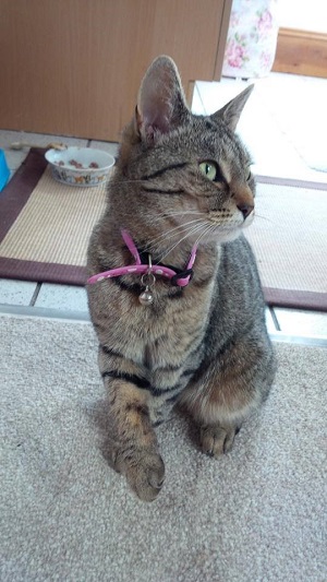 Honey, missing tabby cat with pink collar