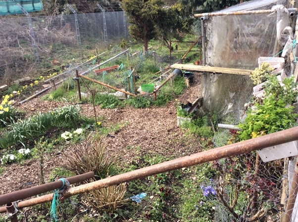 Brentford Allotments