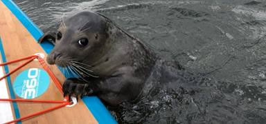 A close up of a seal  Description automatically generated