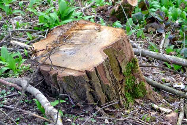 Two Residents Fined for Chopping Down Protected Tree in Osterley