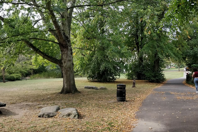 woodland path