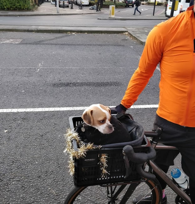 A person riding a bicycle with a dog in a basket  Description automatically generated