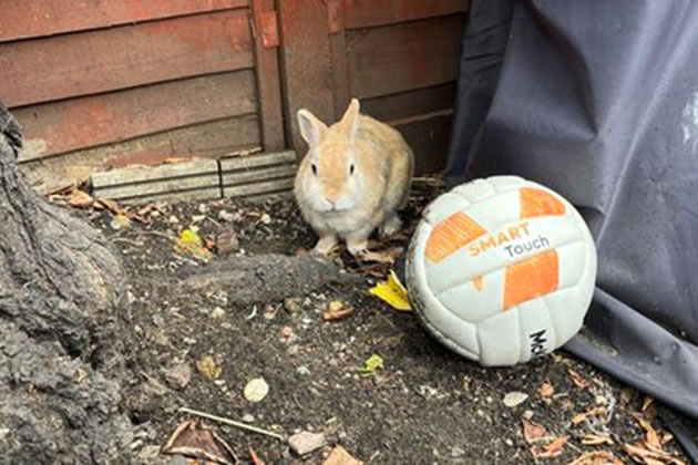 Rabbit with football