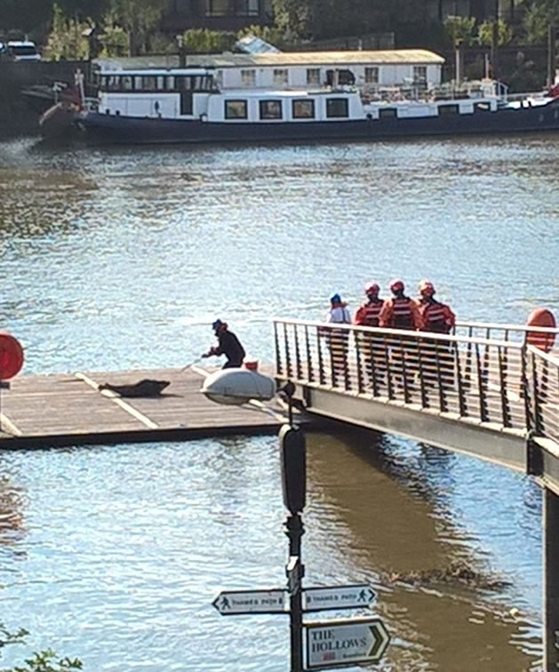 Seal Rescued by RSPCA by Kew Bridge 