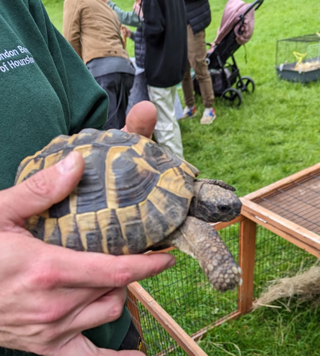 someone holding a tortoise