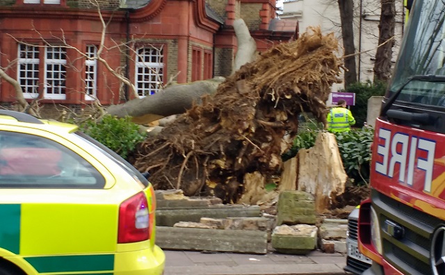 Tree roots
