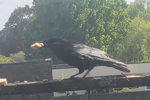 Crow on balcony 
