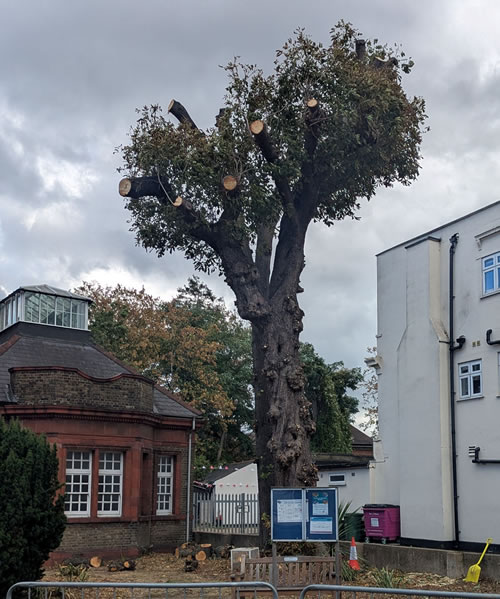 Library tree chopped 