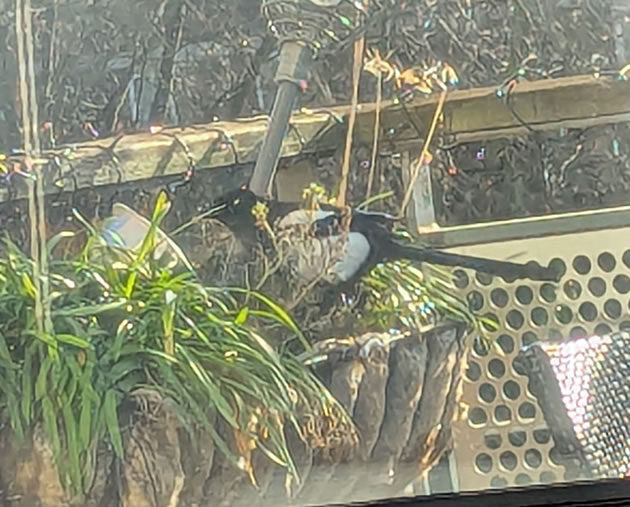 Magpie in hanging basket 