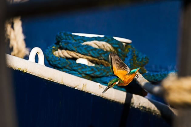 A kingfisher one morning in Brentford