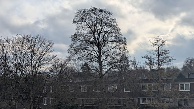 Tree across the Brent 